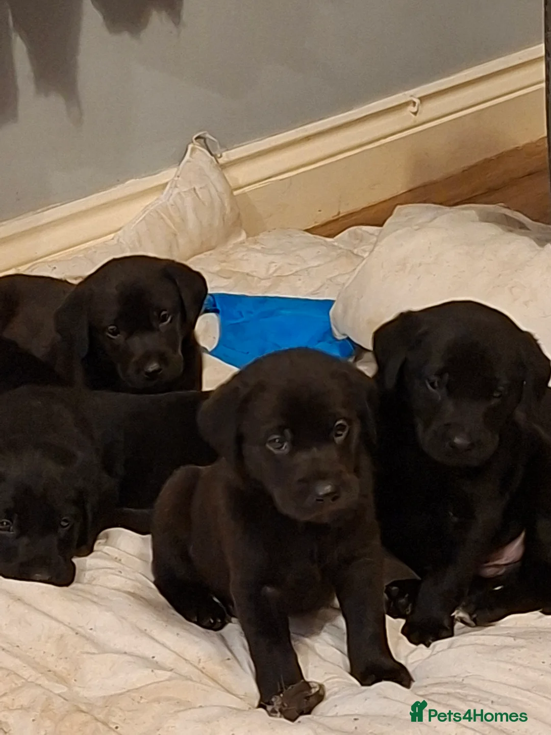 Labrador Retriever dogs for sale: KC reg black labrador  - Advert 9