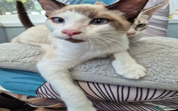 Snowshoe cats for sale:  pedigree Tica reg  snowshoes  READY NOW - Image 21