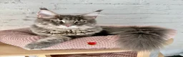 Maine Coon cats for sale: Pedigree Massive TICA registered kittens  - Advert 19