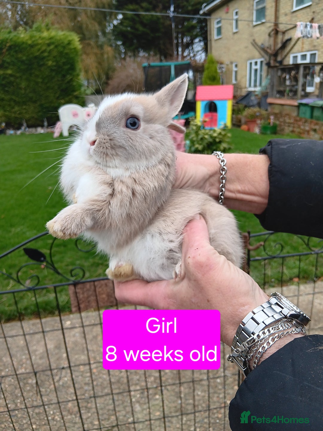 Netherland Dwarf rabbits for sale: Netherlands dwarf rabbits  - Advert 4