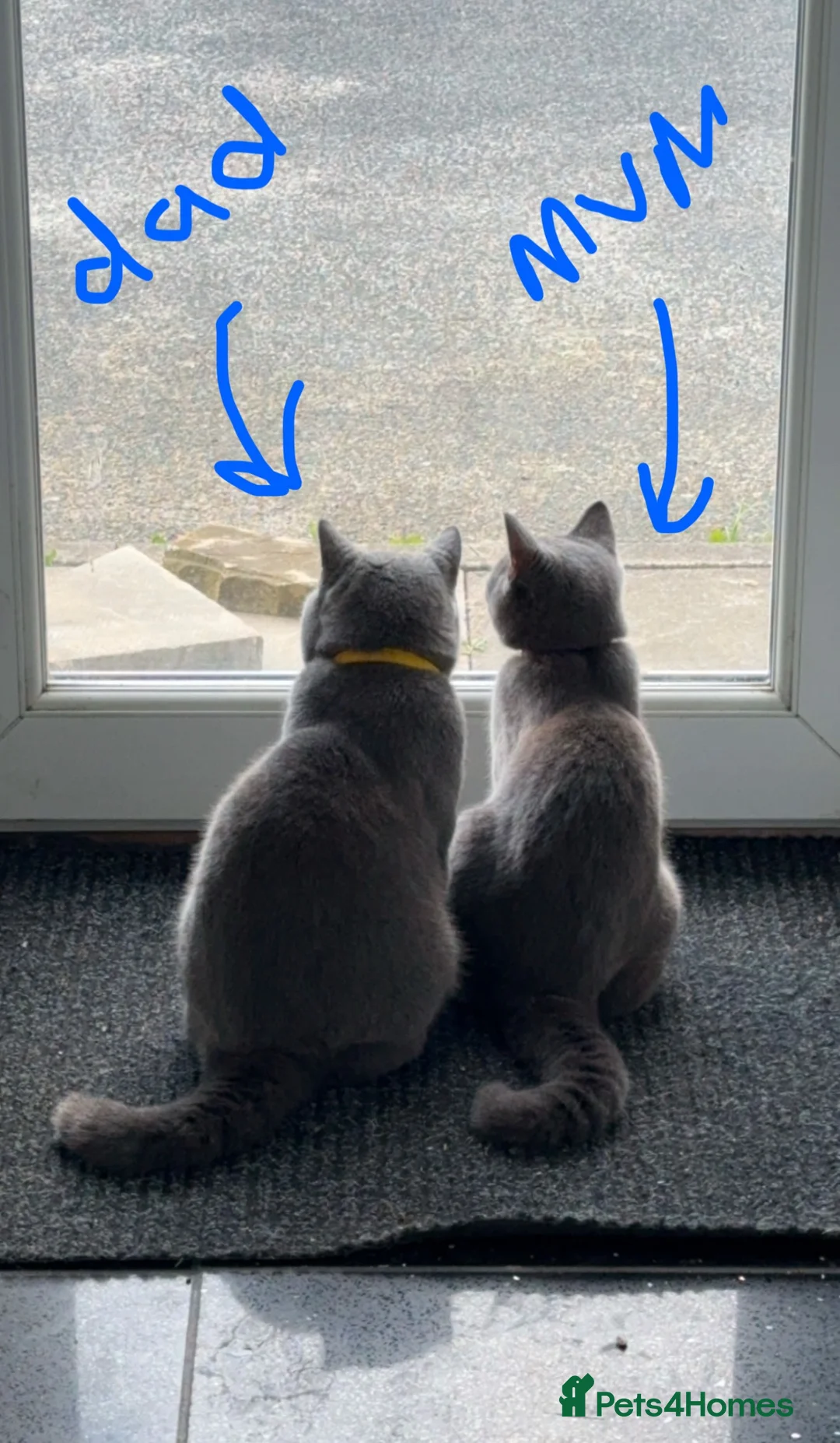 British Shorthair cats for sale: British Shorthair Kittens Ready for a Loving Home - Advert 28