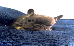 French Bulldog dogs for sale: KC Fluffy Carriers Isabella French Bulldogs puppy - Image 29