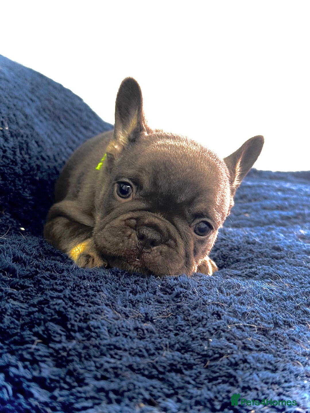 French Bulldog dogs for sale: KC Fluffy Carriers Isabella French Bulldogs puppy - Image 29