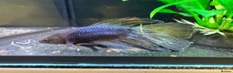 Bettas fish for sale: Various betta fish available  - Advert 2