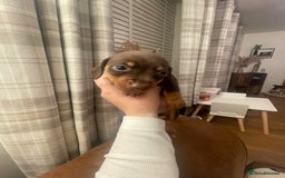 Mixed Breed dogs for sale: Dachshunds for sale  - Image 4