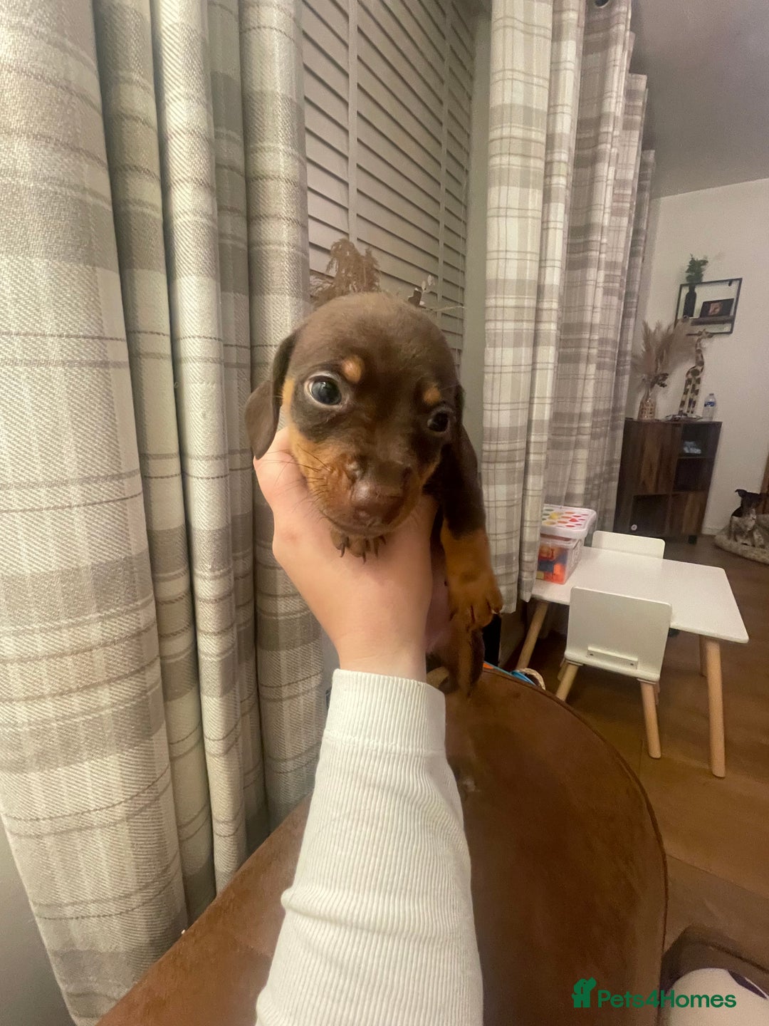 Mixed Breed dogs for sale: Dachshunds for sale  - Image 4