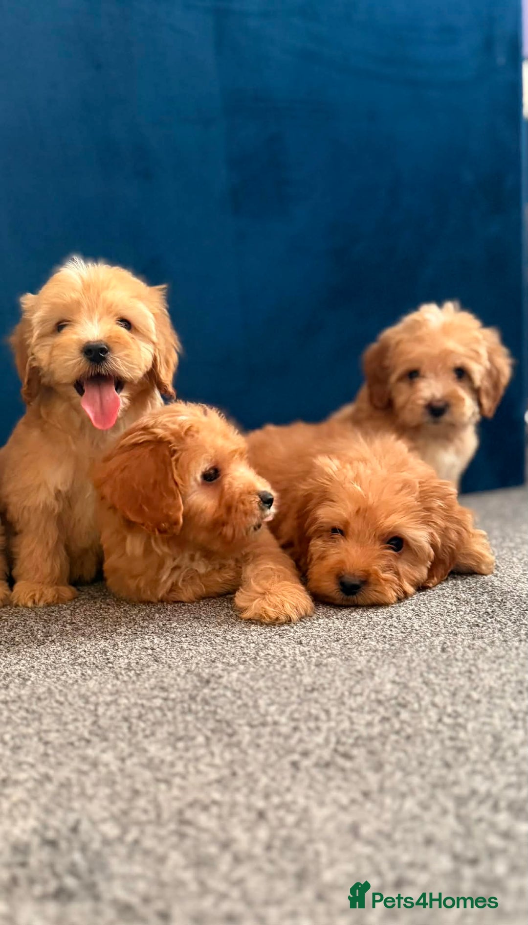Cockapoo dogs for sale: Ready to go beautiful puppies  - Advert 13