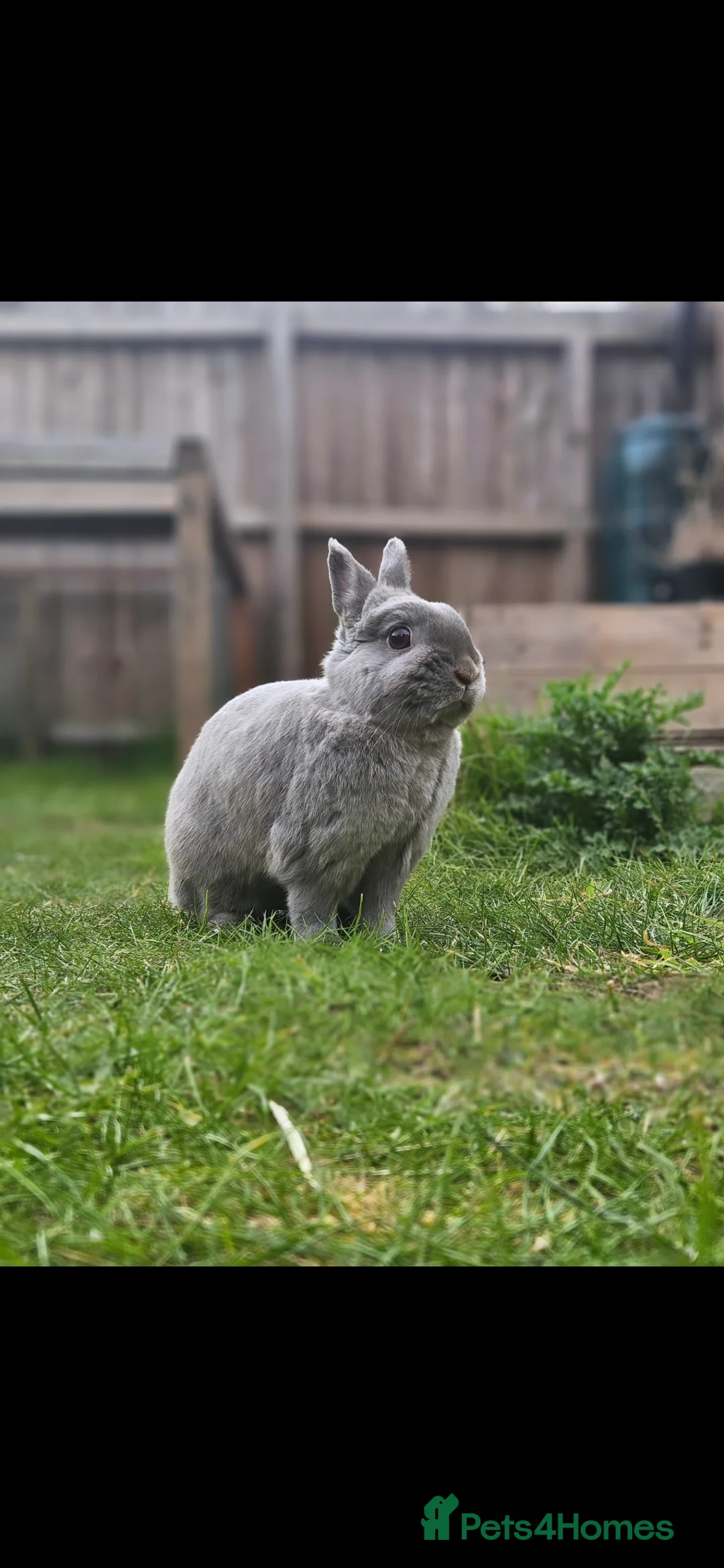 Lionhead rabbits for sale: 2 female spayed rabbits - Advert 8