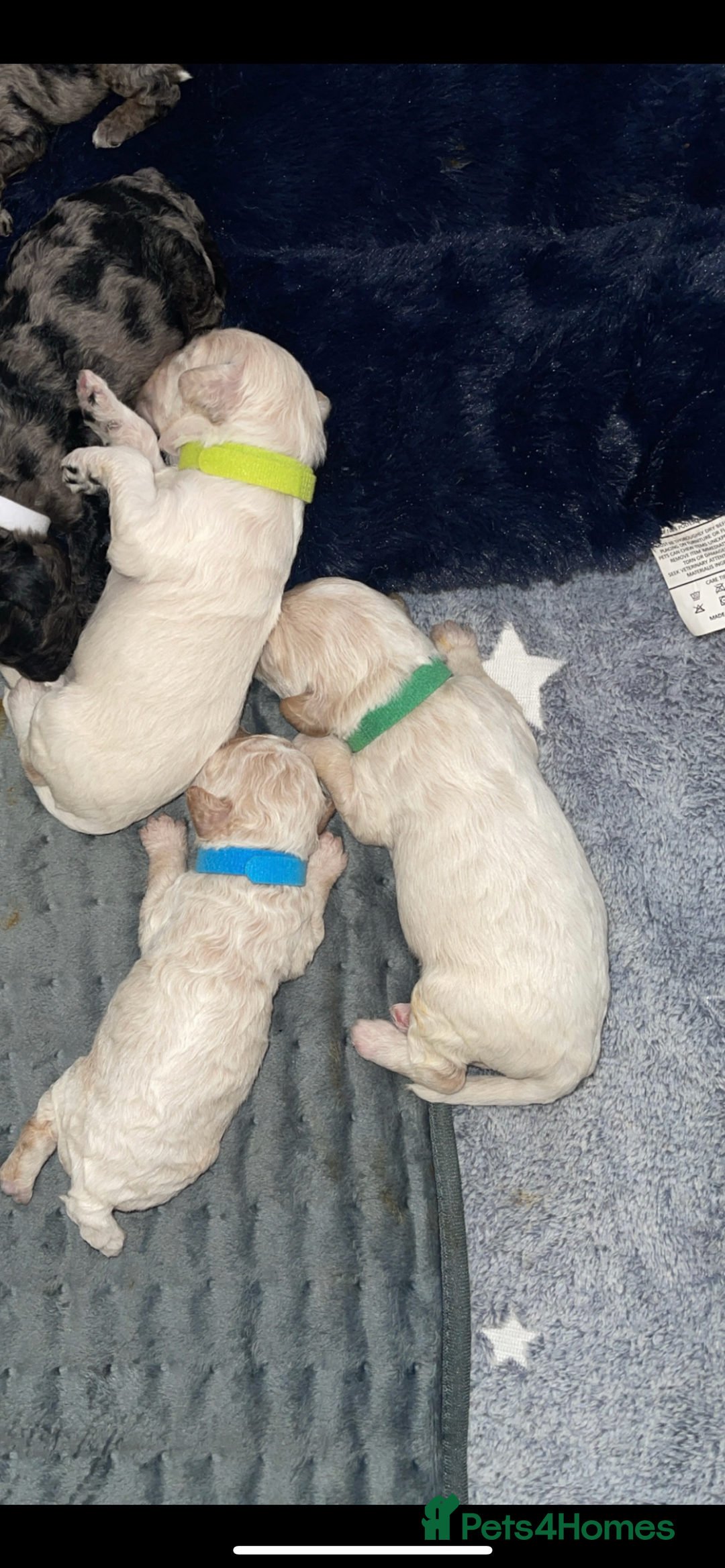 Mixed Breed dogs for sale: Cavapoochon X cockapoo - Image 14