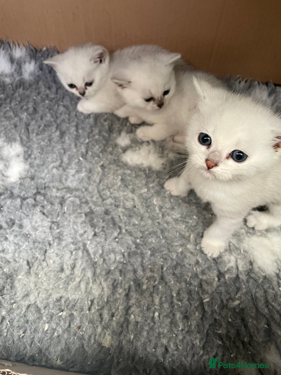 British Shorthair cats for sale: BSH Black Tipped GCCF Reg Kittens - Image 16