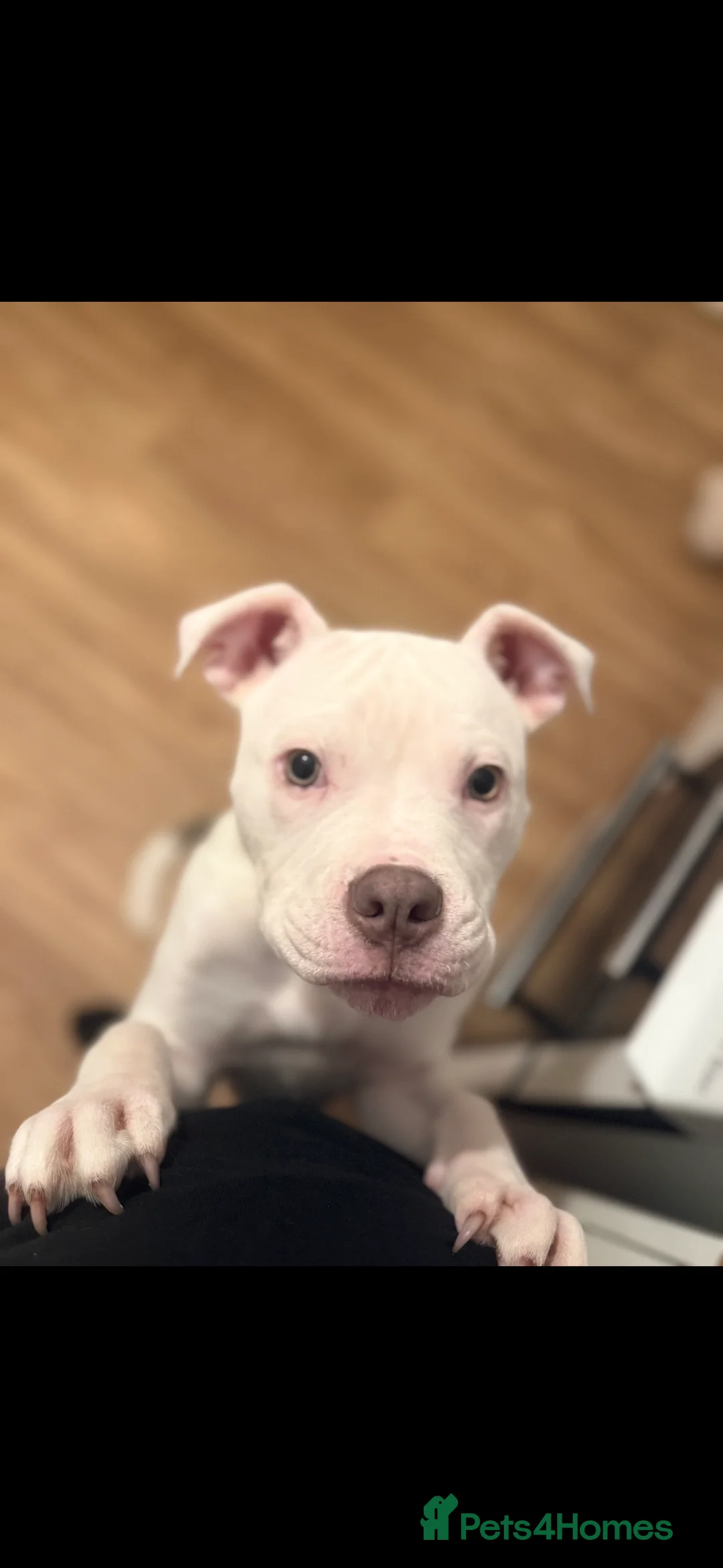 Mixed Breed dogs for sale:  bully cross puppy  - Advert 1