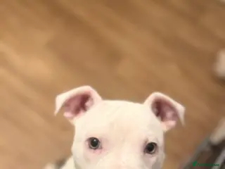 Mixed Breed dogs bully cross puppy - Advert 2