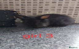 Lionhead rabbits for sale: 5 beautiful lionhead female babies - Image 12