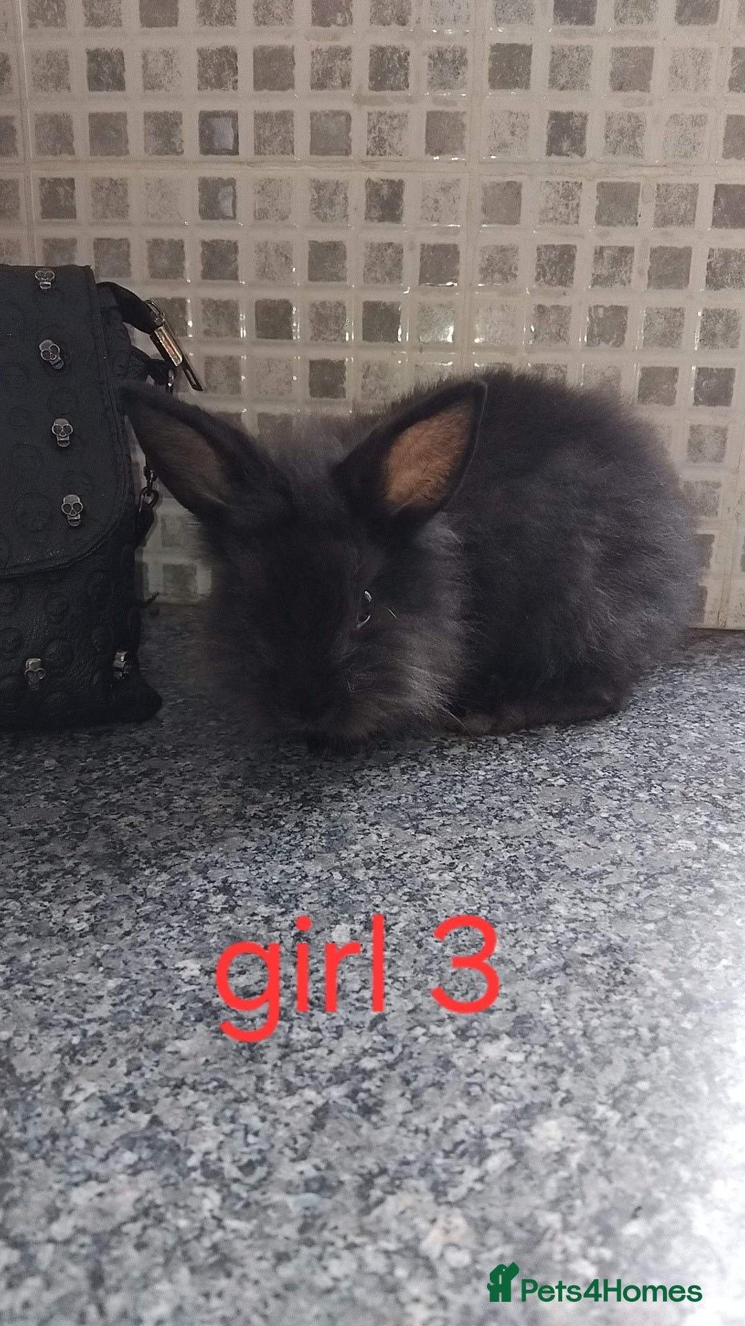 Lionhead rabbits for sale: 5 beautiful lionhead female babies - Image 12
