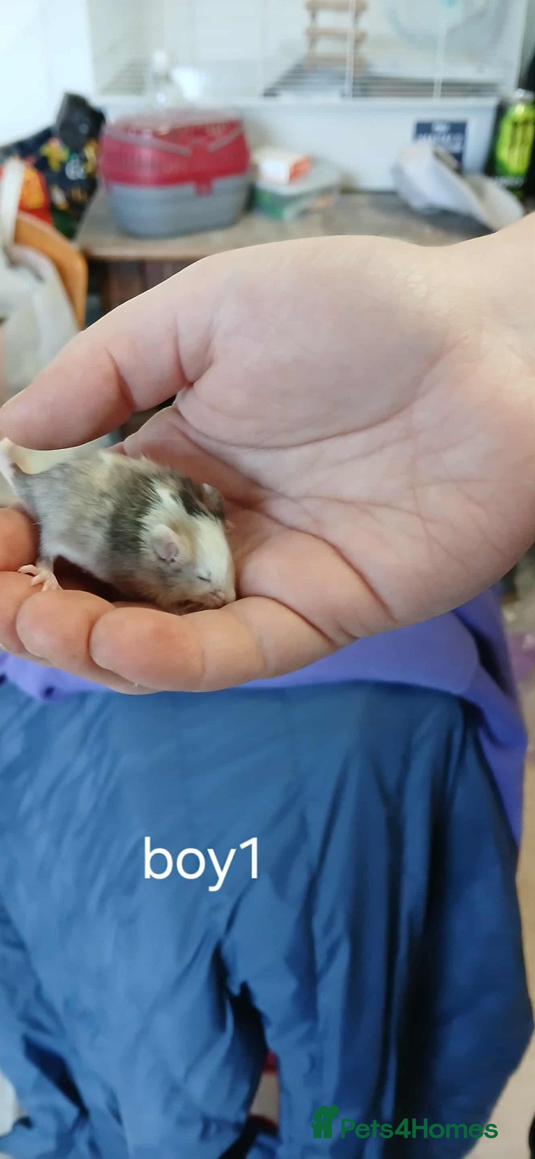 Mouse rodents for sale: Baby mice mixed  - Advert 11