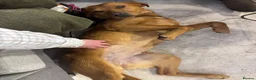 Labrador Retriever dogs for sale: Fox red Labradors  - Advert 27