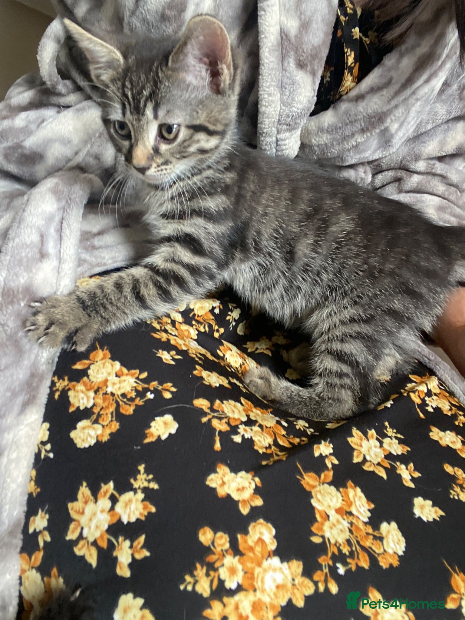 Mixed Breed cats Affectionate handled kittens - Advert 2