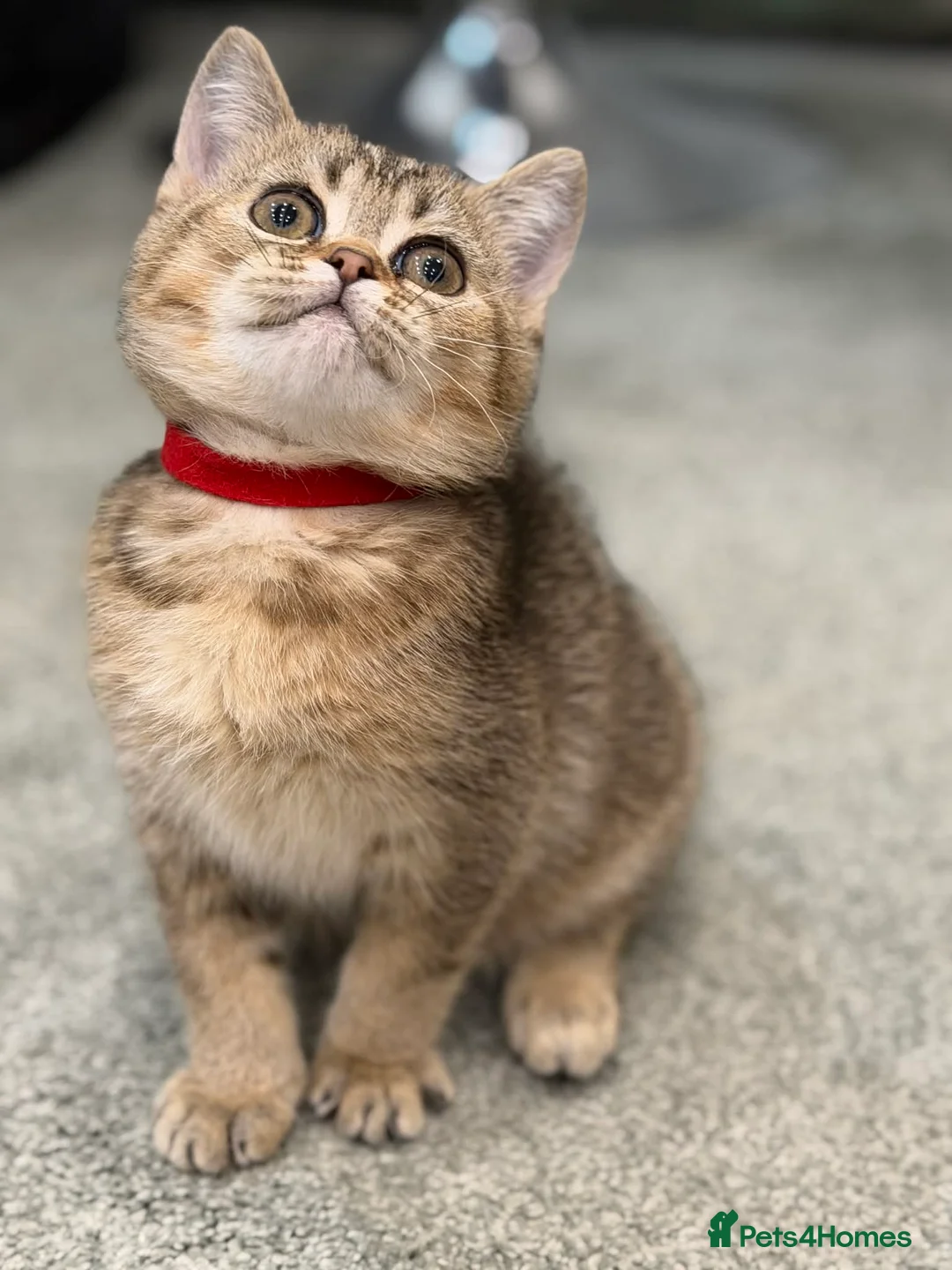 British Shorthair cats for sale: ⭐️1 LEFT Stunning BSH kittens GCCF registered ⭐️ - Advert 9