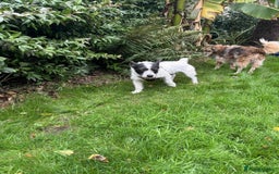 Mixed Breed dogs for adoption: 🐾 Meet Max – The Bat-Eared Gentleman! 🐾 - Image 3