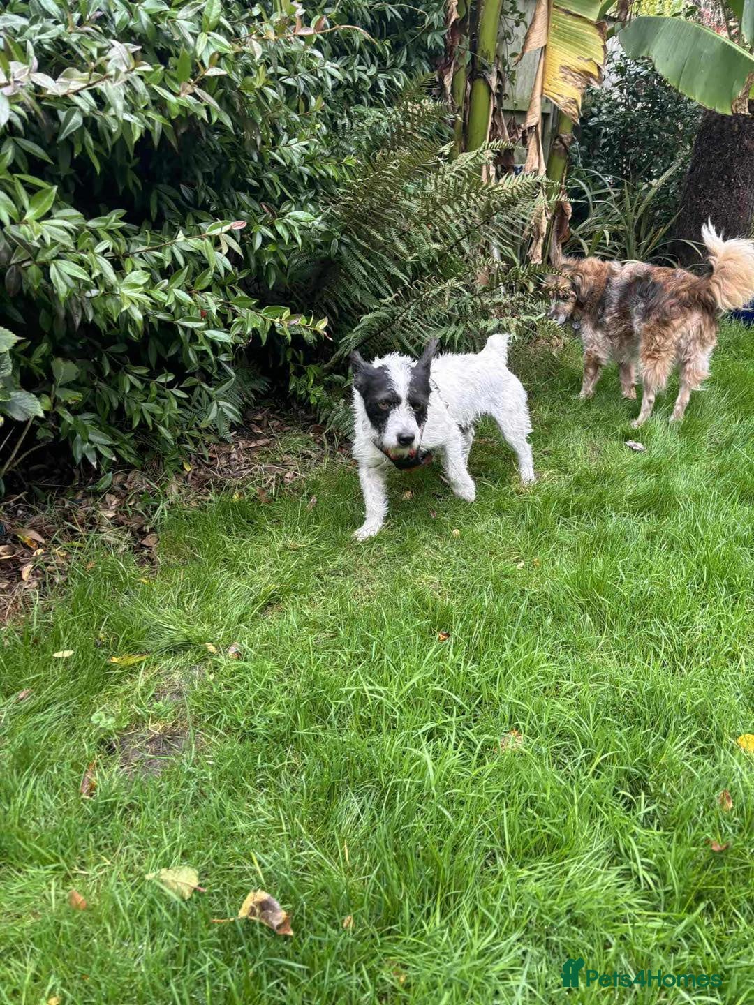 Mixed Breed dogs for adoption: 🐾 Meet Max – The Bat-Eared Gentleman! 🐾 - Image 3