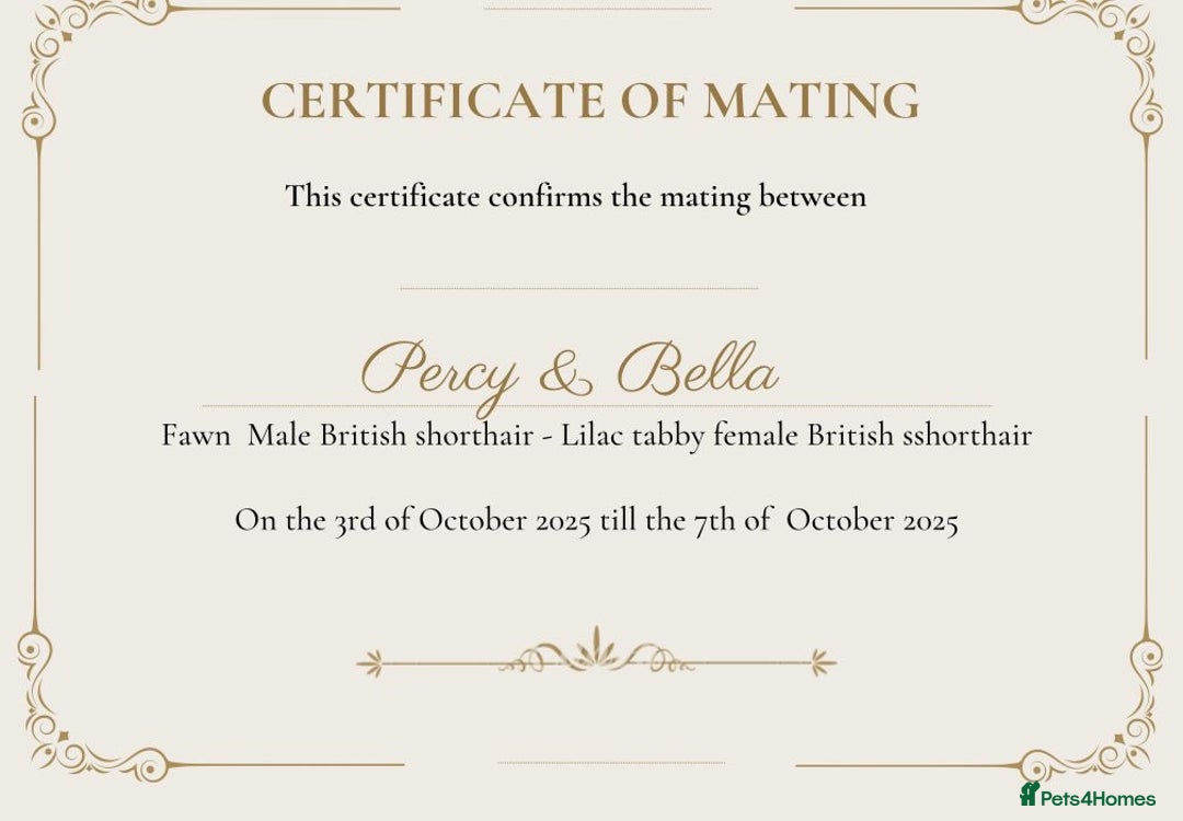 British Shorthair cats for sale: Purebred amazing BSH kittens - Advert 18