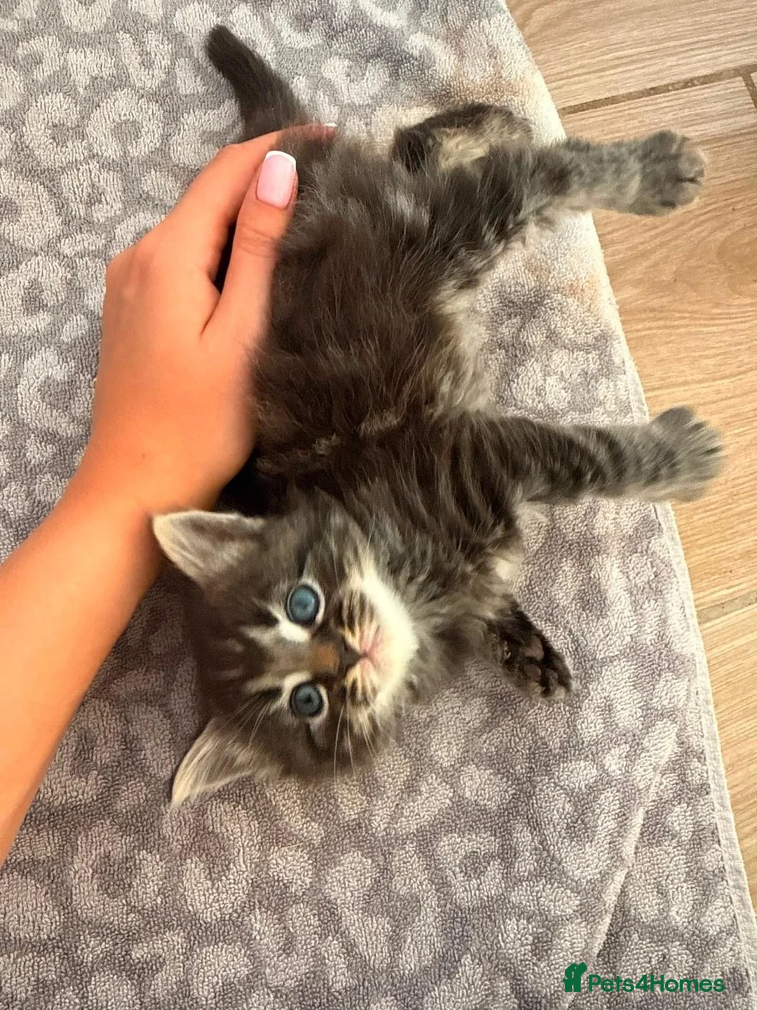 Mixed Breed cats for sale: Beautiful kittens looking for ever homes  - Advert 9