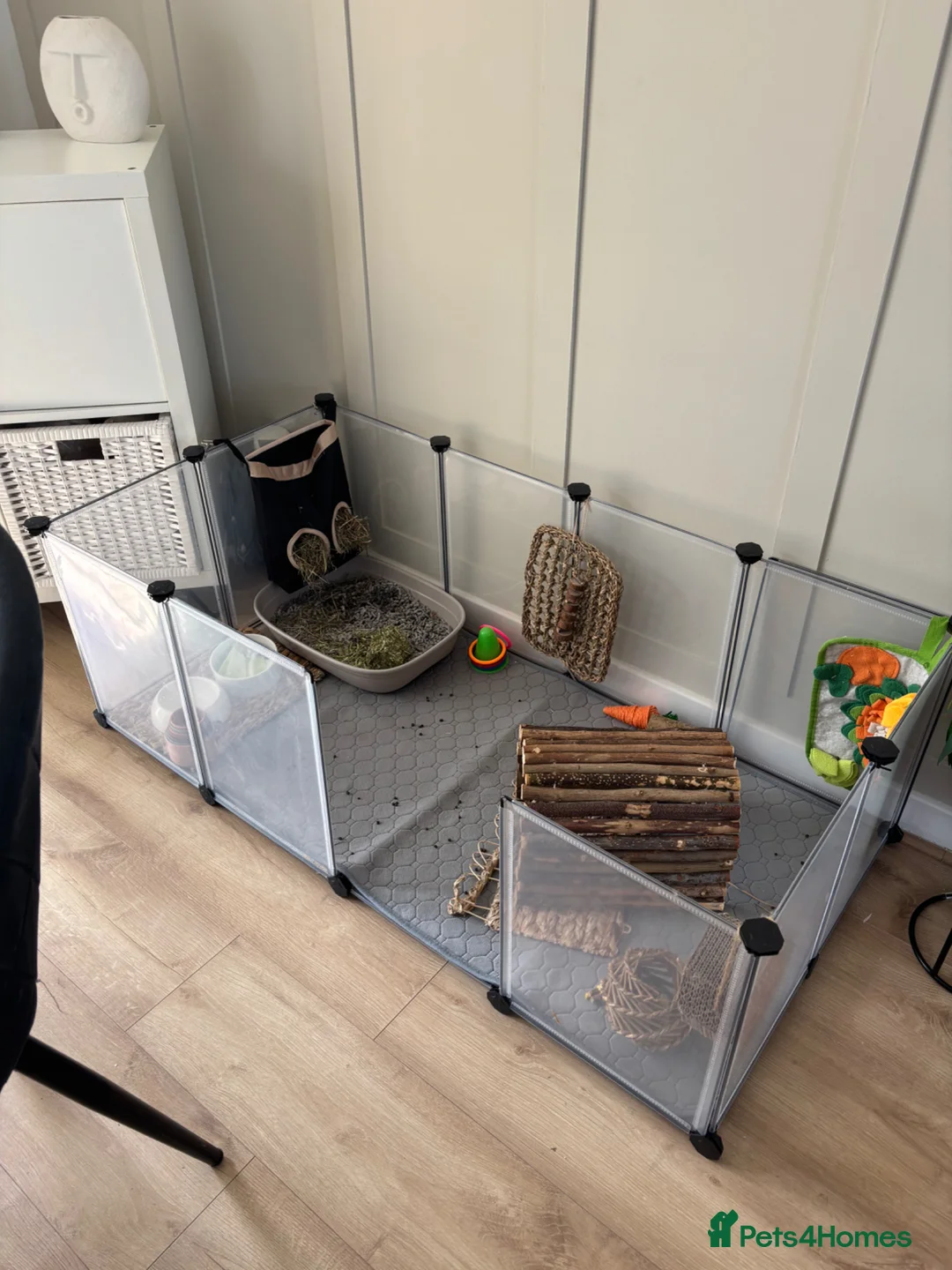 Netherland Dwarf rabbits for sale: Netherlands dwarf male rabbit  - Advert 5
