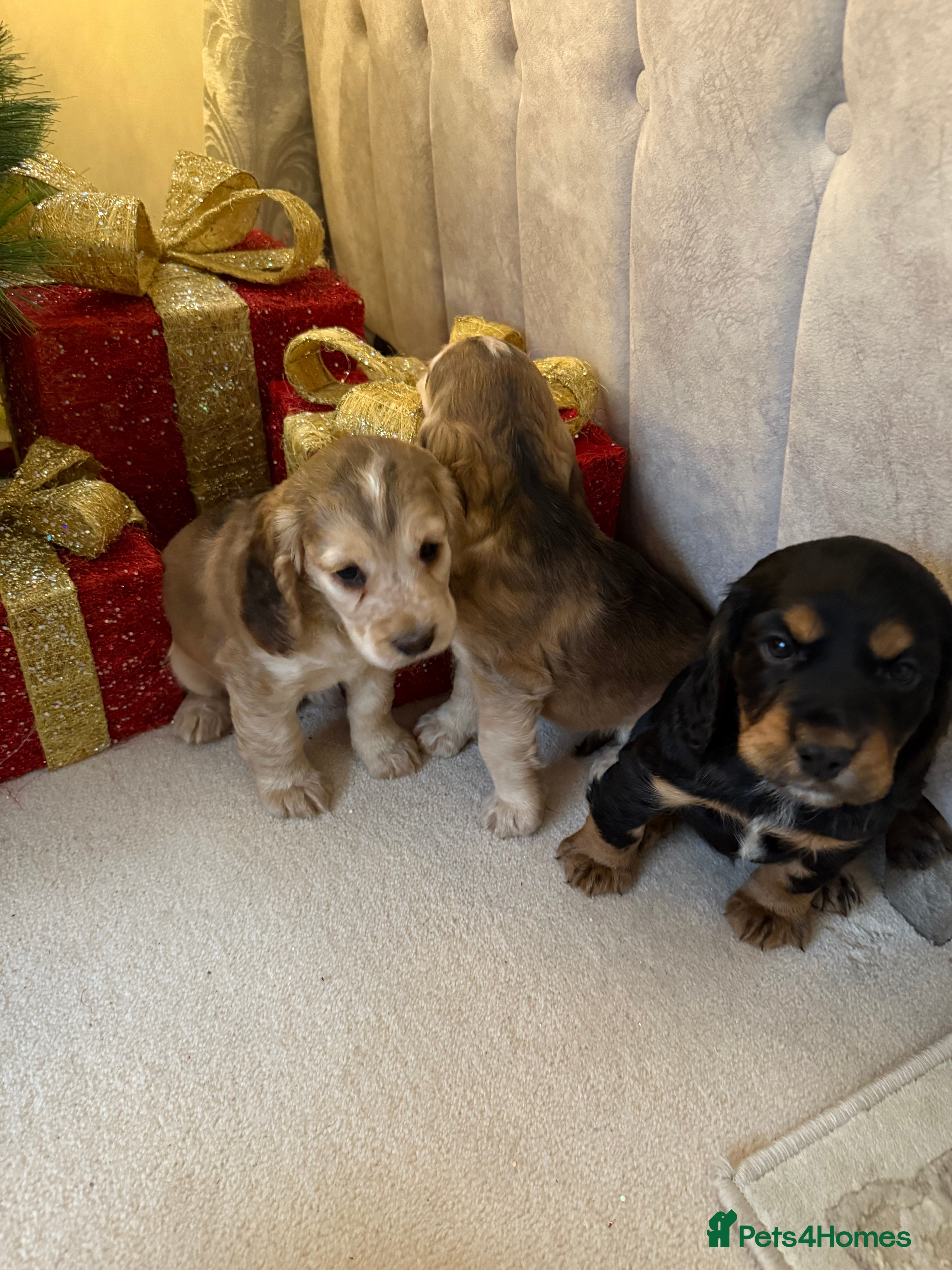 Cocker Spaniel dogs 3 girls left! Litter of 6 adorable kc reg puppies  - Advert 16