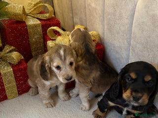 Cocker Spaniel dogs Litter of 6 adorable kc reg puppies - Advert 15
