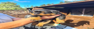 Rottweiler 5
