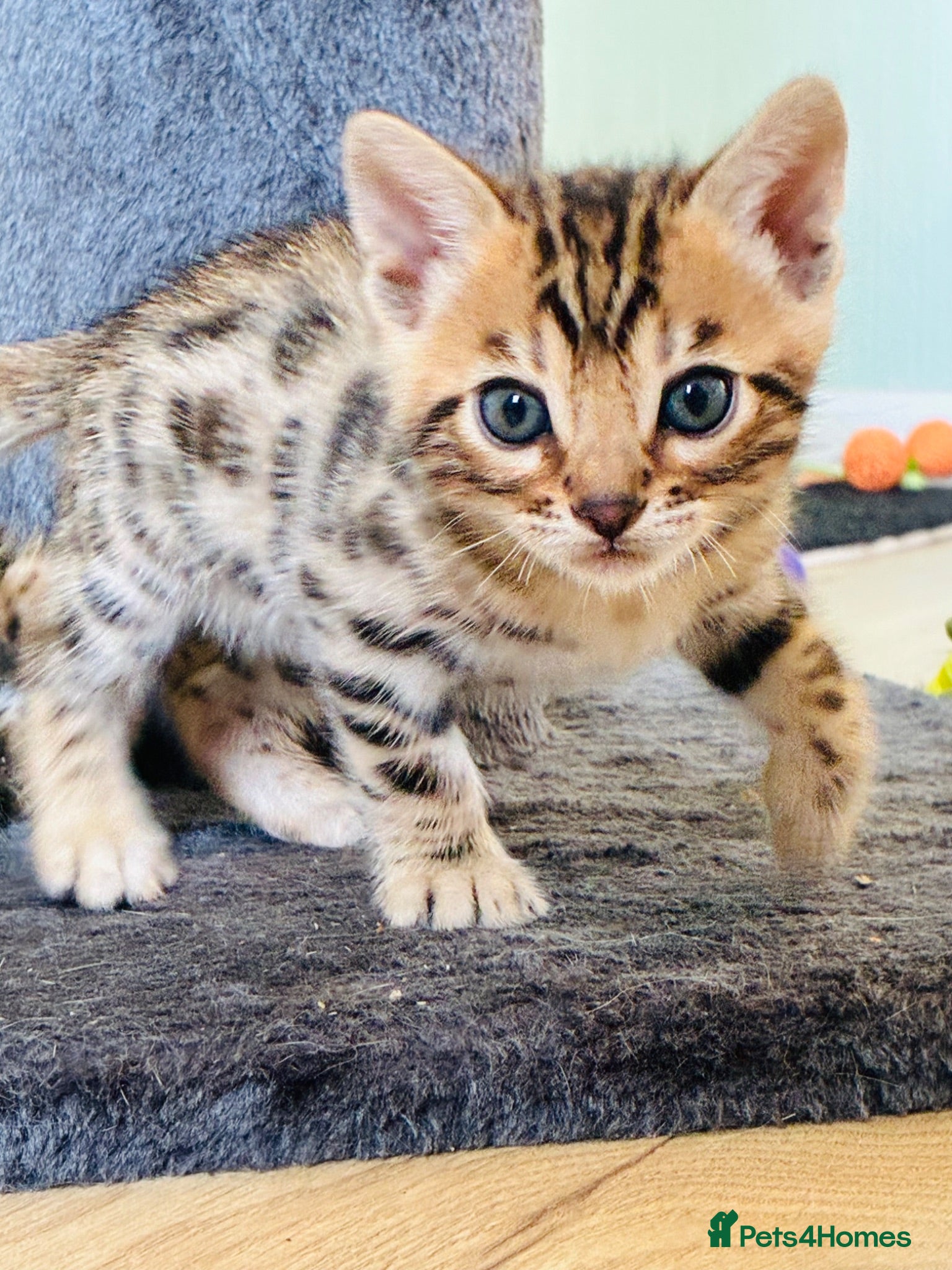 Bengal cats Stunning Bengal Kittens  - Advert 1