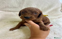 Goldendoodle dogs for sale: Outstanding Quality health tested Goldendoodles  - Image 5