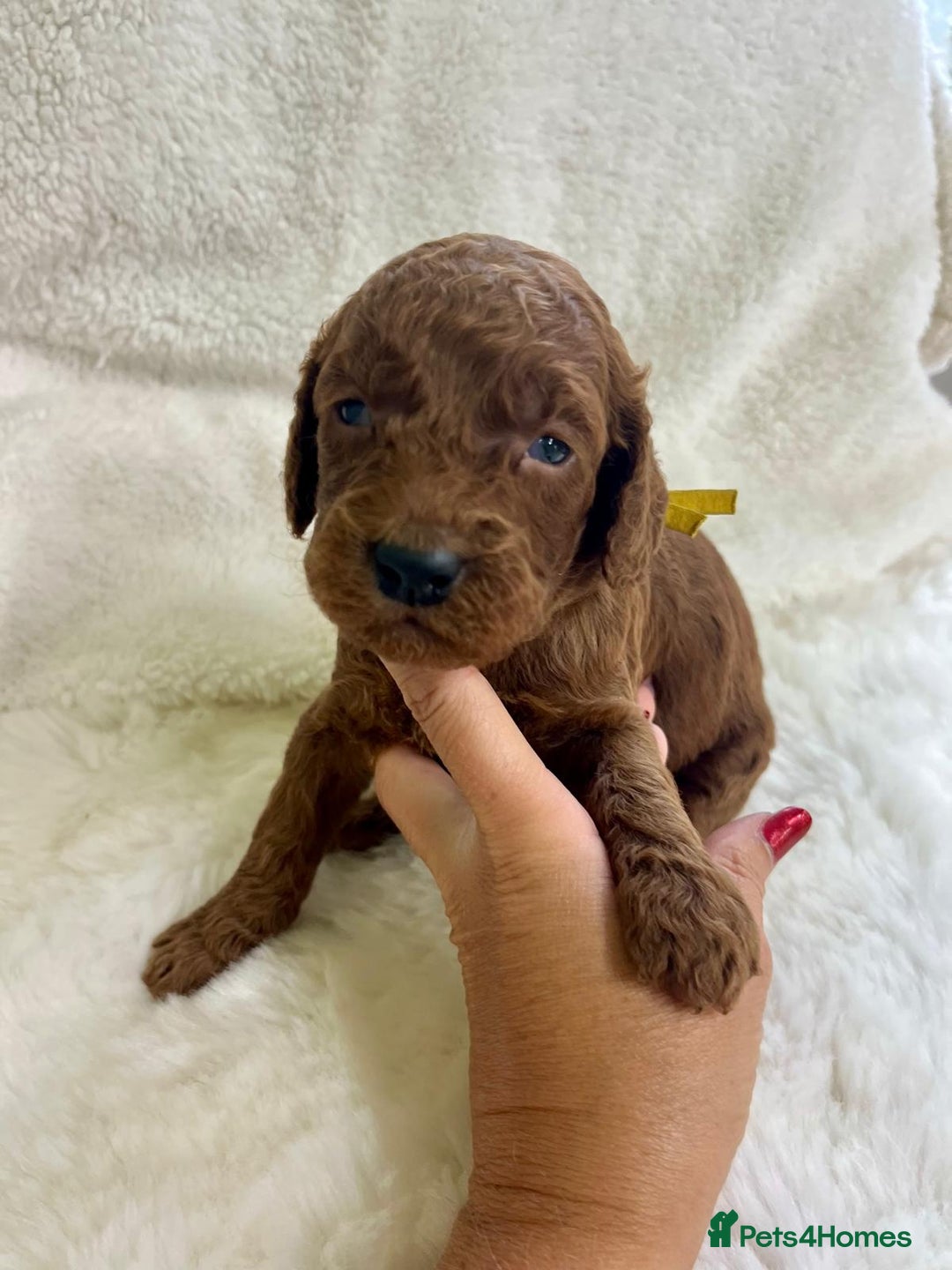Goldendoodle dogs for sale: Outstanding Quality health tested Goldendoodles  - Image 5
