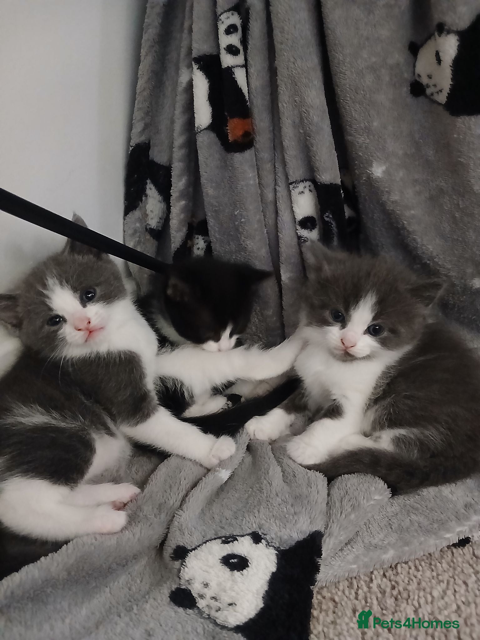 Mixed Breed cats Gorgeous kittens - Advert 17
