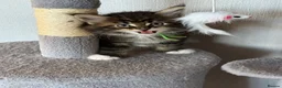 Maine Coon cats for sale: G Maine Coons - Advert 11