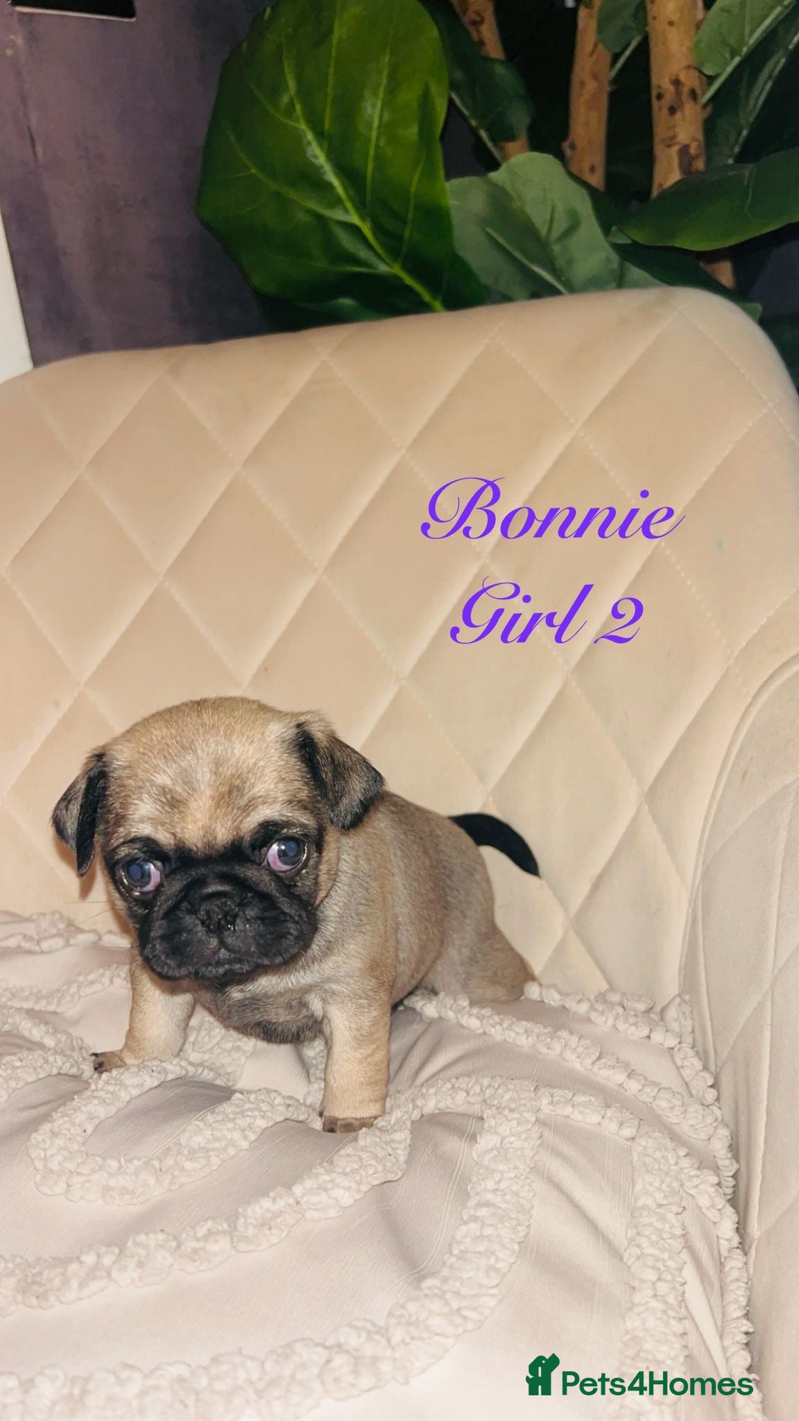 Pug dogs Top quality Pedigree pugs kc registered leeds - Advert 5