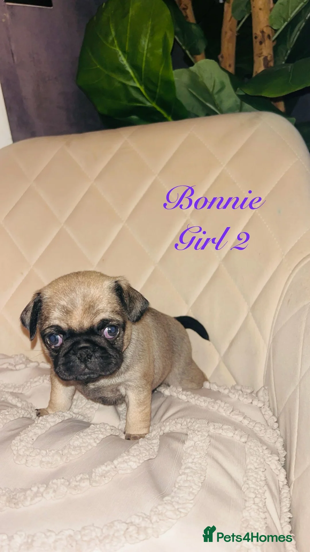 Pug dogs for sale: Top quality Pedigree pugs kc registered leeds - Advert 1