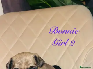 Pug dogs Top quality Pedigree pugs kc registered leeds - Advert 5