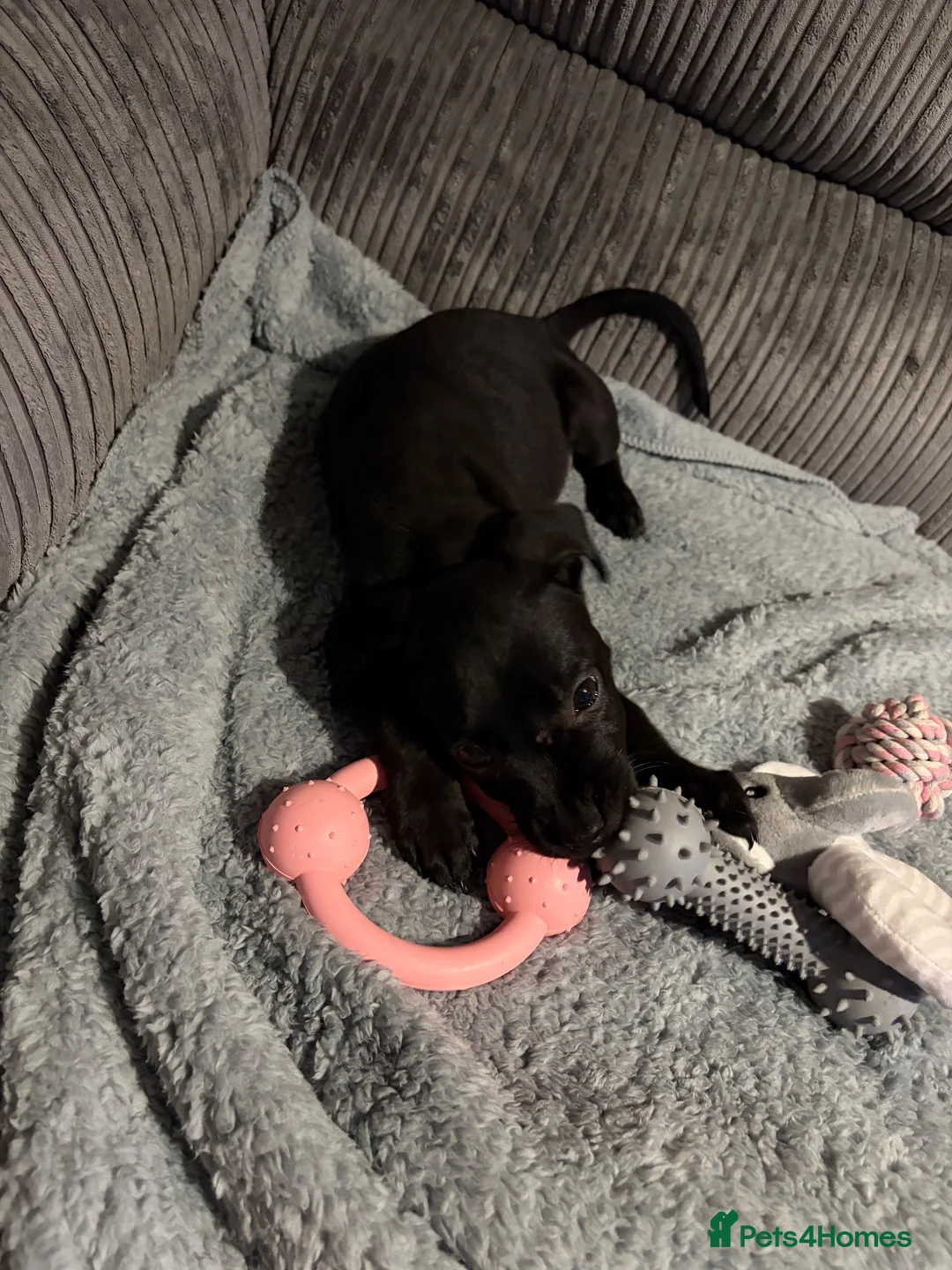 Mixed Breed dogs for sale: Female lab x akita in Malvern - Advert 3