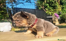 French Bulldog dogs for sale: Beautiful French bulldogs - Image 6