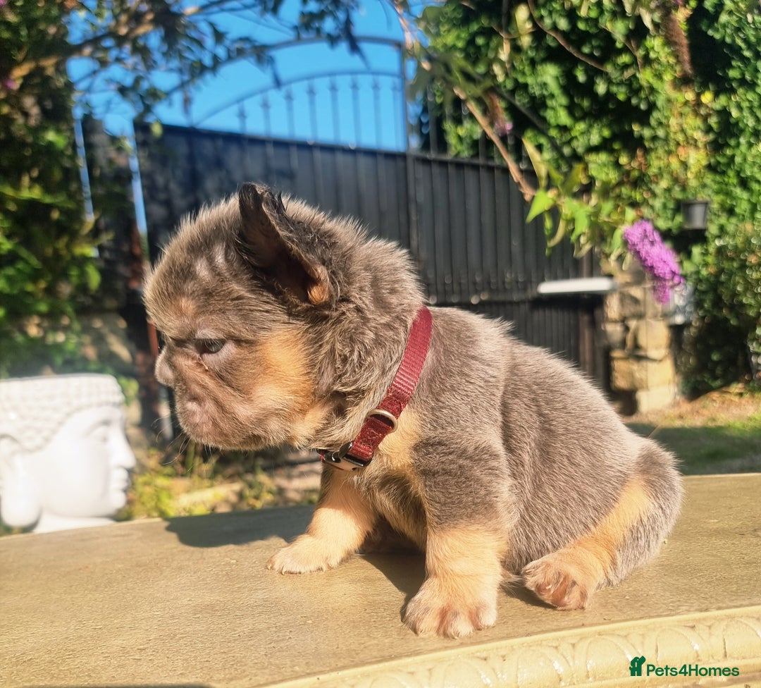 French Bulldog dogs for sale: Beautiful French bulldogs - Image 6