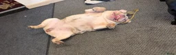 English Bulldog dogs for sale: Lilac Merle English Bulldog  - Advert 8