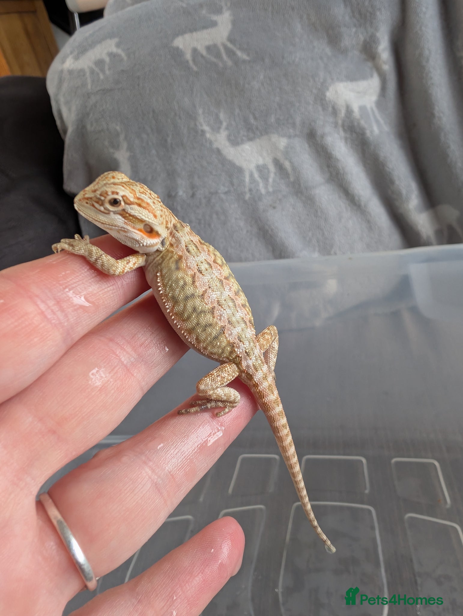 Bearded Dragon reptiles Baby Bearded Dragons  - Advert 8