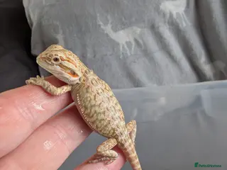 Bearded Dragon reptiles Baby Bearded Dragons - Advert 8