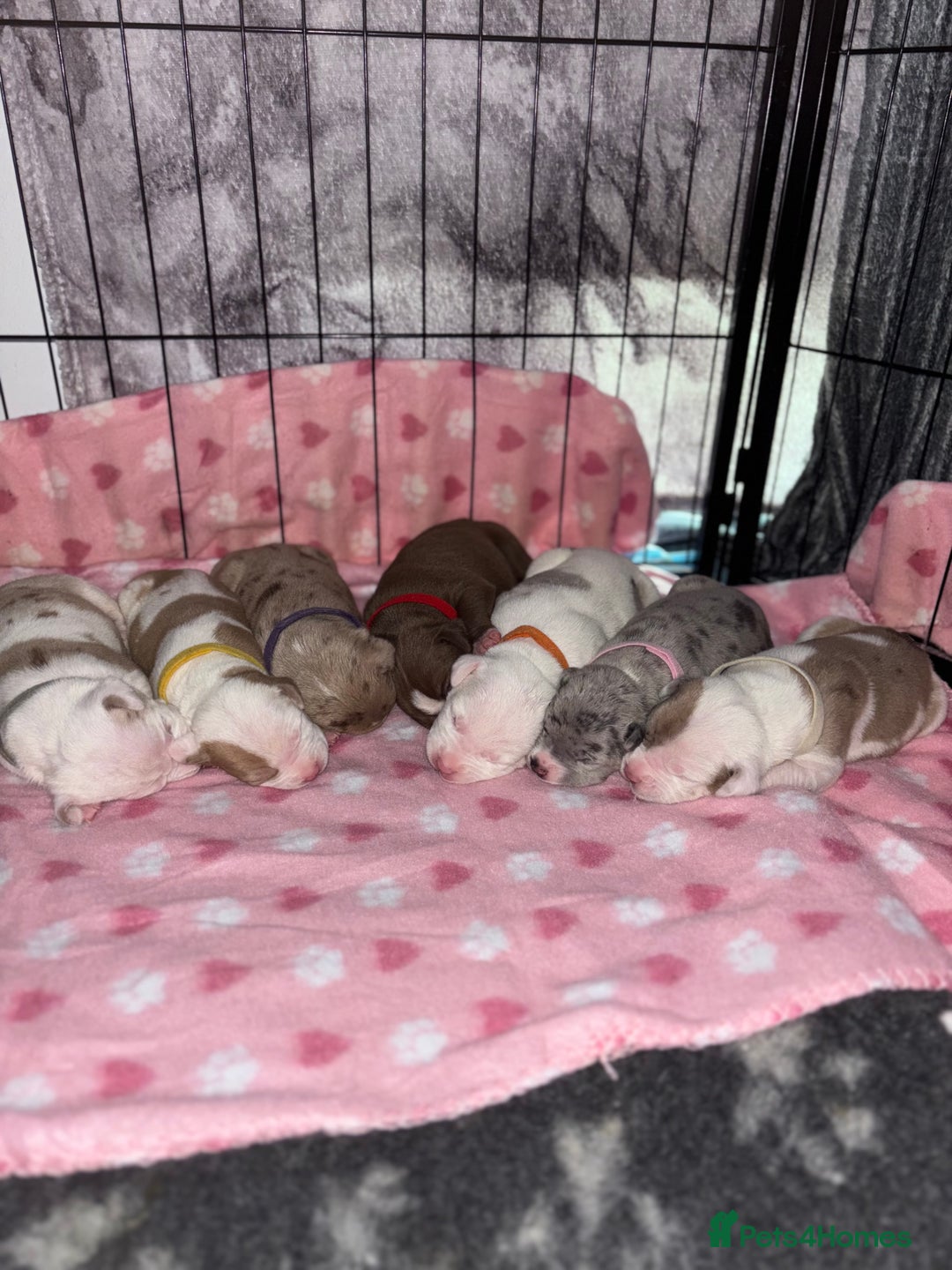 Mixed Breed dogs for sale: American Bulldog X Mastiff mix  - Image 19