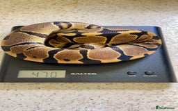 Python Snake reptiles for sale: CB24 Royal Pythons for sale  in Walton-on-Thames - Image 3