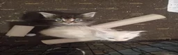 Maine Coon cats for sale: Full Maincoon kittens  in Bolton - Advert 11
