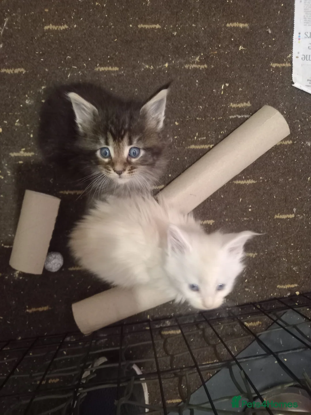 Maine Coon cats for sale: Full Maincoon kittens  in Bolton - Advert 11