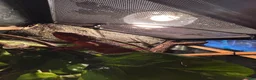 Chameleon reptiles for sale: Ambidole panther chameleon in Runcorn - Advert 4