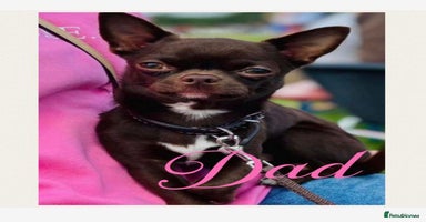 Chihuahua dogs KC Reg Chihuahuas 3 Boys/1 Girl Short & Long coat - Advert 7